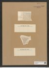 Diatomeae indet. Zeichnungen Sammlung Grunow Nr. 7582 (NHMW-BOT-W0376741)